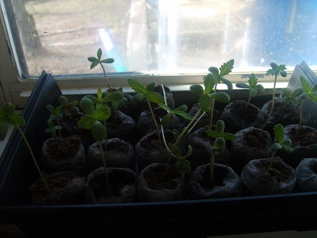 Going to need to transplant these really soon.  Like now.  A couple had to be rescued (the fallen ones) from an outdoor flood.