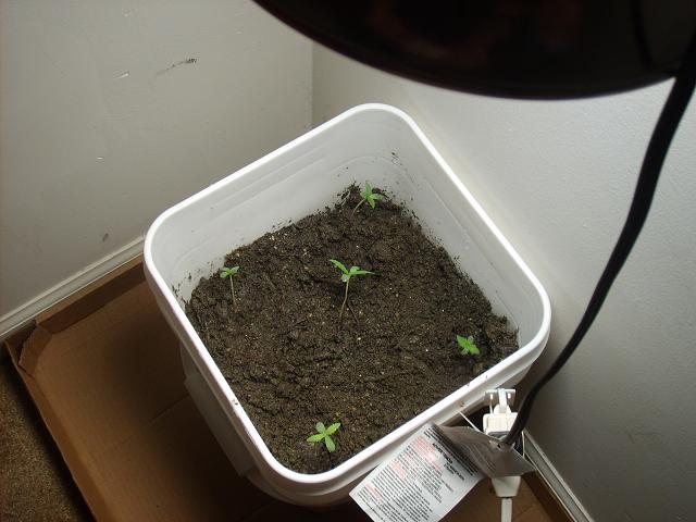 2 weeks old... just transplanted from little grow pod things into a 5 gallon bucket