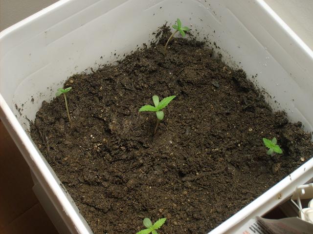 2 weeks old... just transplanted from little grow pod things into a 5 gallon bucket
