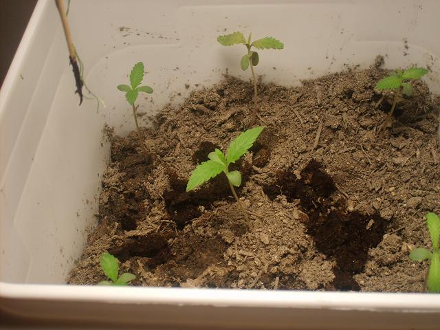 After one week of being transplanted and on an 18/6 light schedule they aren't doing too bad for a 15 dollar grown op.