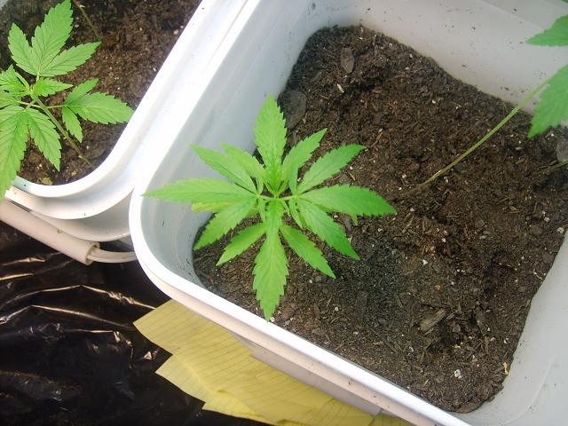 37 days old