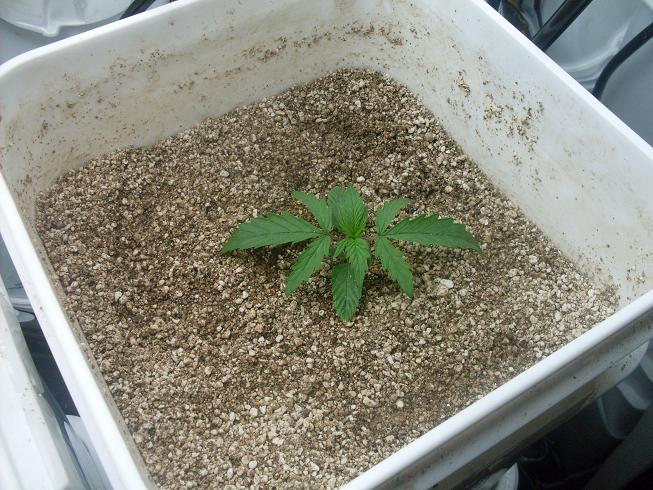 13 days... the smaller one