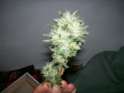 Here is a fresh clipped bud off of plant numero uno. It is going into the drying closet now. 