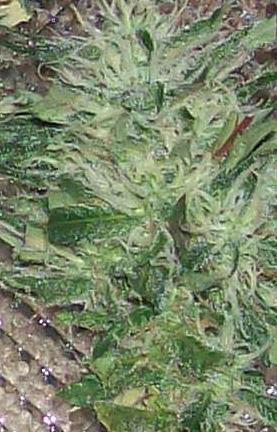 A close-up of buds from the lower vegetation of plant #3.