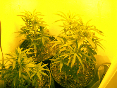Set-up in the closet, here is a shot of the 3 Kush's. At this point, im down to 3 KUSH, 3 AKs. I lost 2 during a transplant. 