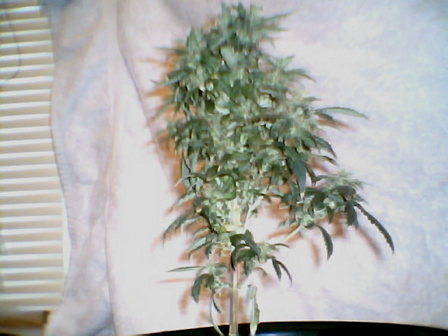unknown strain