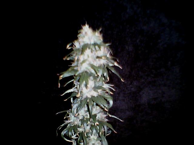 7 weeks into flowering