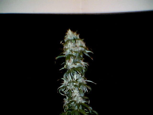 what u think