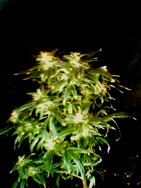this plant is only a foot and a half if that