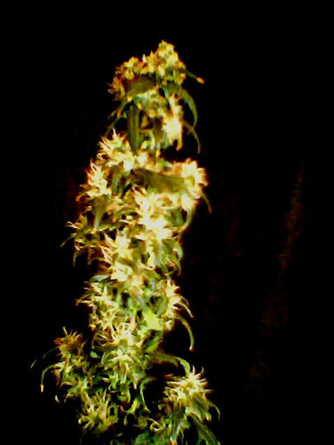before harvest