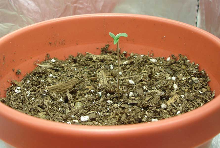 the shell of the seed has now fallen off the plant and the one leaf that was being weighed down by the shell has started recouperating and is now started to curve back upwards. exciting stuff.