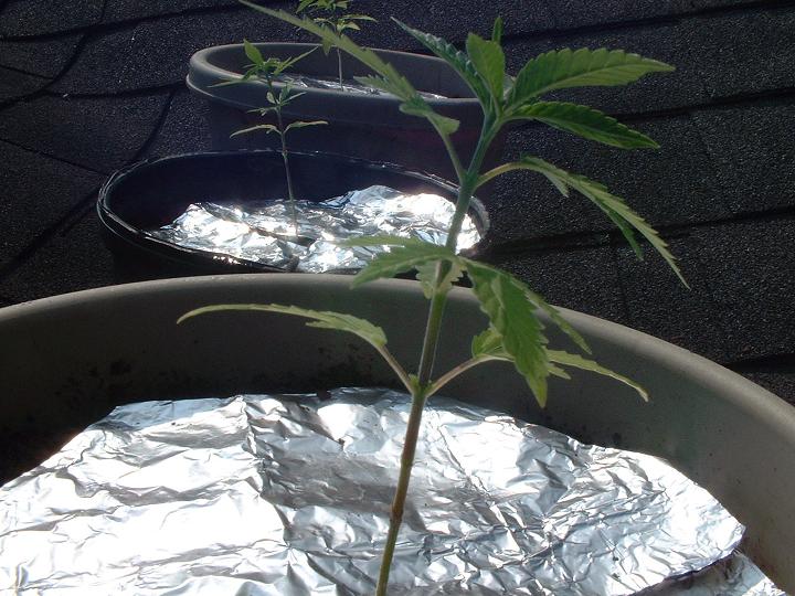 3 plants all in a row