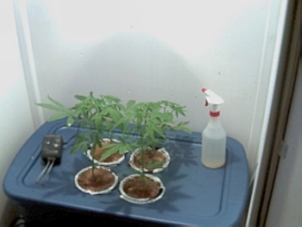 here is a pic of my 4 hydro plants inside my home made grow box the plants in this pic are 24 days old I have only grown 1 other plant in dirt and it was a 5' MALE owell figured id try something new..............