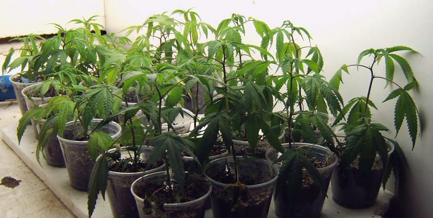 Just after being placed under the veg lights, there is a little drooping, but they adjust quickly