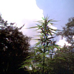 view of biggest plant looking to gow it to the sky...