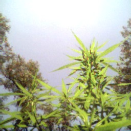 top view showing  biggest plant getting  its bud on 