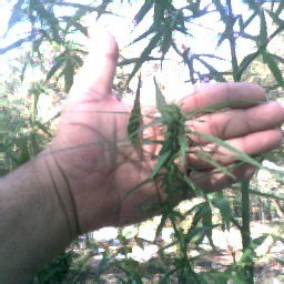 nother great looking bud