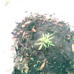 young on being  used as test plant for new plant beds for next year