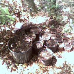 starter pots with  a  mix  of  cowshit potting soil mix fish meal and  such to get an early start on next year