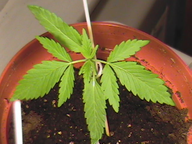 The back left corner.