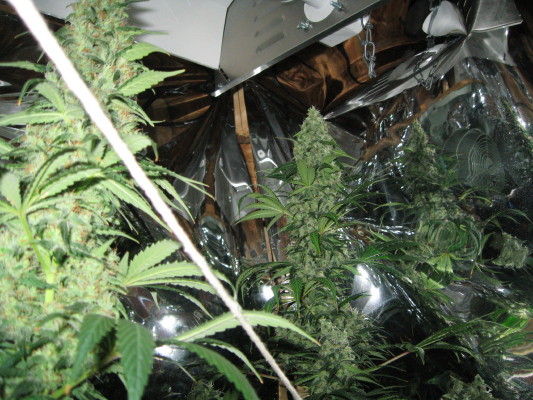 bud shot