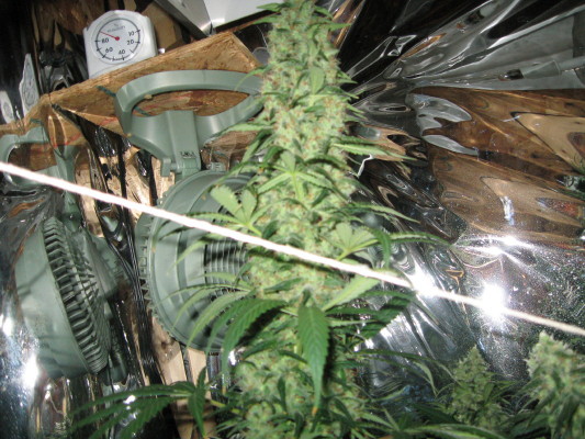 bud shot