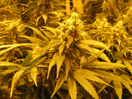 bud shot