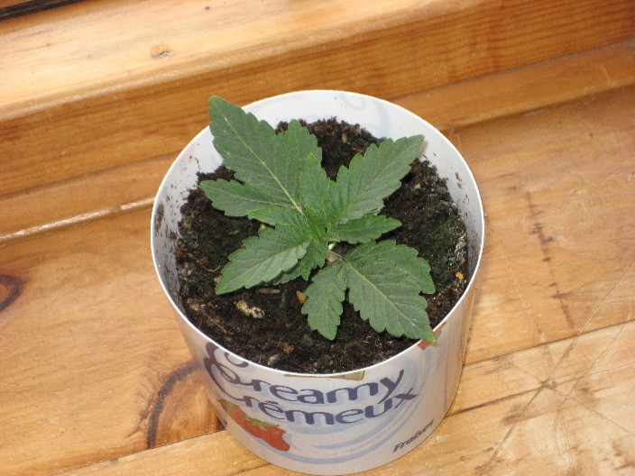 growing in a yogurt container, I made holes in the bottom