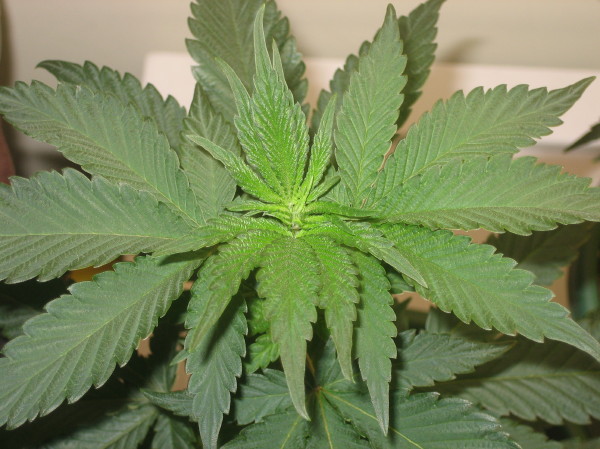 I THINK THIS 1 IS A FEMALE