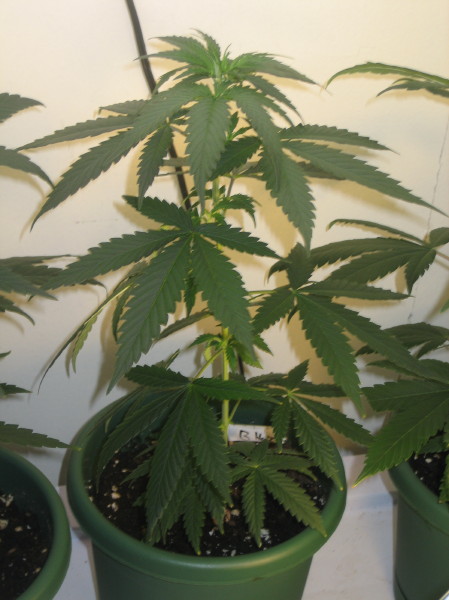 I KNOW THIS 1'S A FEMALE.  I CAN SEE SOME PRE-FLOWERS COMMING IN