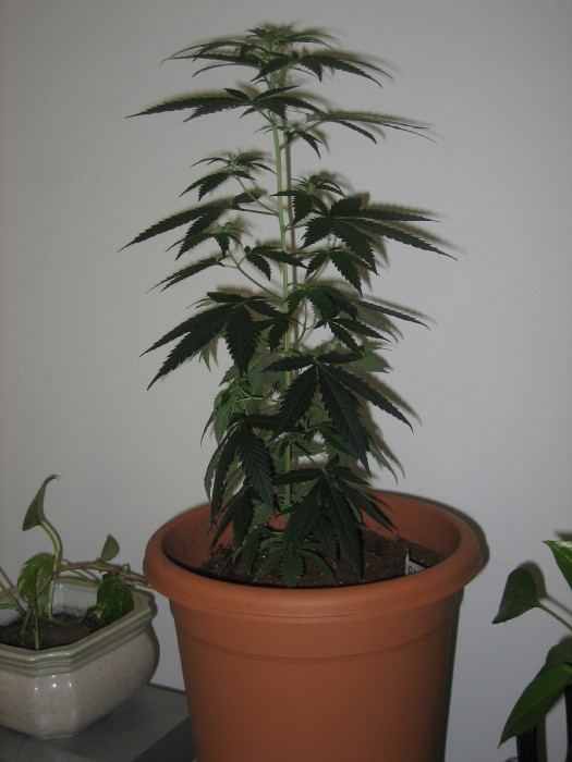 My Female Haze right after I transplanted