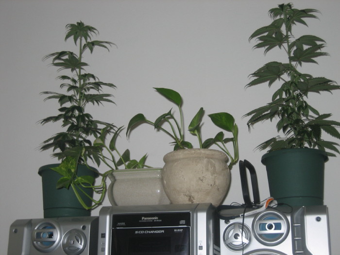 i moved the boys out of the closet now due to more seedlings on the way.I got a great seed. wait till you see