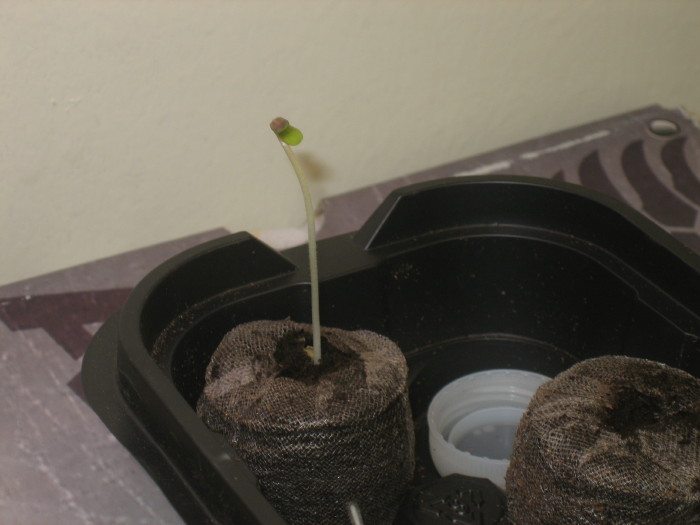 This is my special seedling try to guess what it is