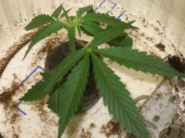 this is my first time cloning and it survived it's first 5 days