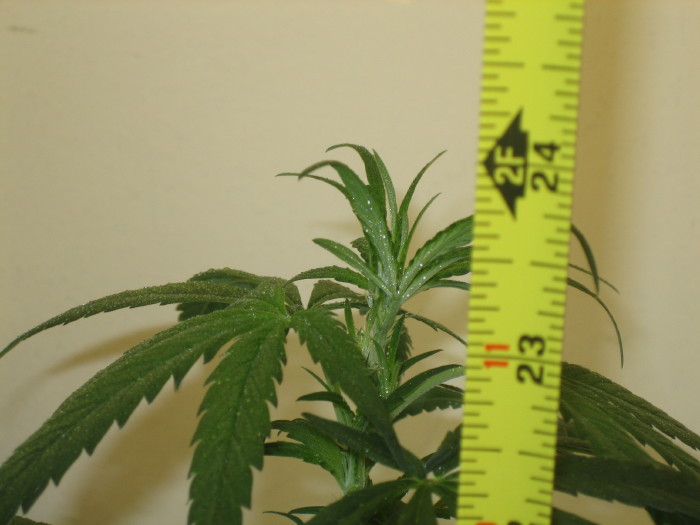 Side shot of the haze