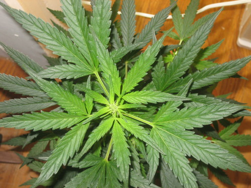 Haze in the first week of flowering