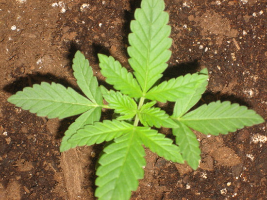 My little Kush plant looking awsome