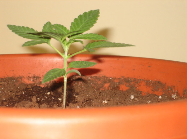 Kush from the side
