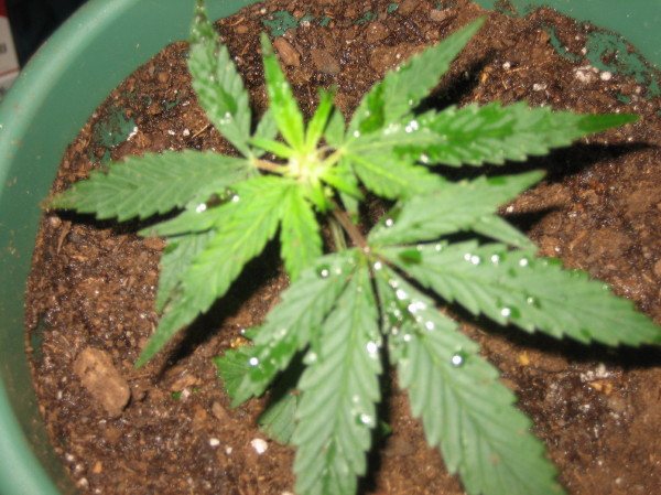 Haze clone after I planted her