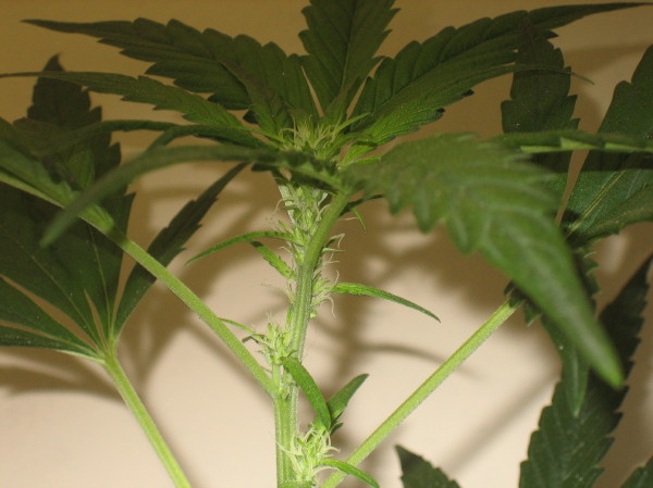 Day 10 flowering my haze and looking awsome