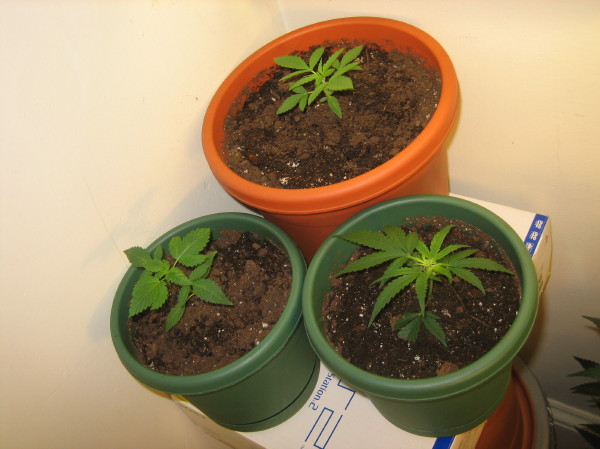 Kush in the back, a unknown strain on the left, and my haze clone on the right