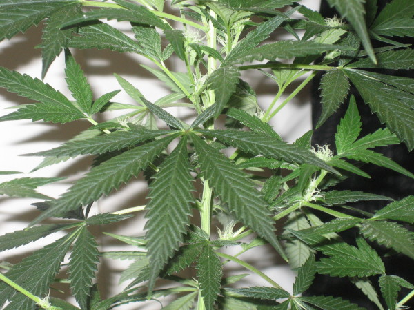Day 15 Flowering haze and looking great