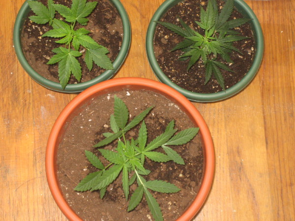 All the little ones together