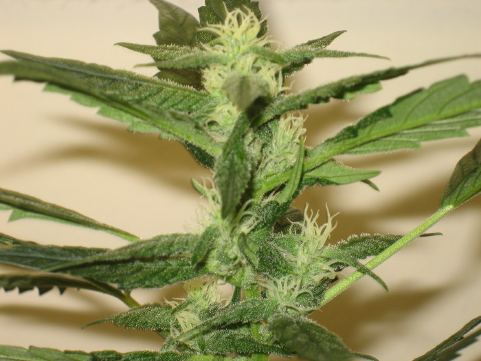 This is day 22 flowering my haze