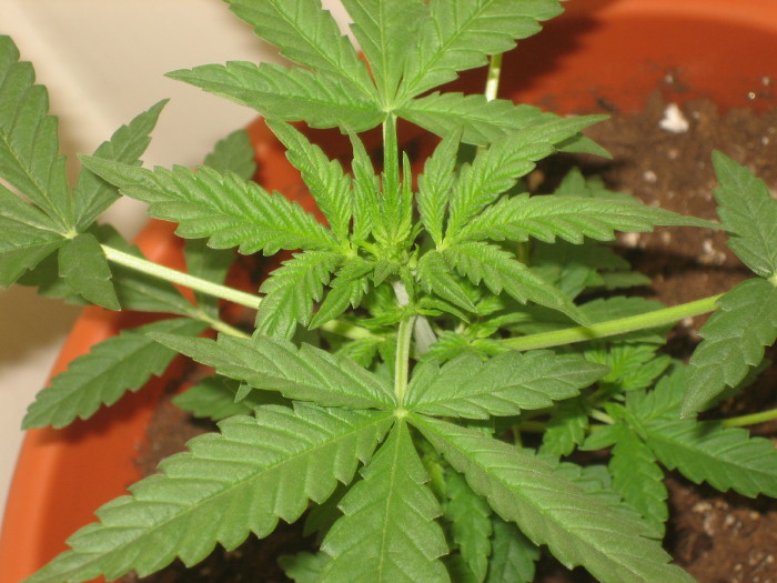 top view of my kush