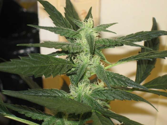 look at all the crystals forming 