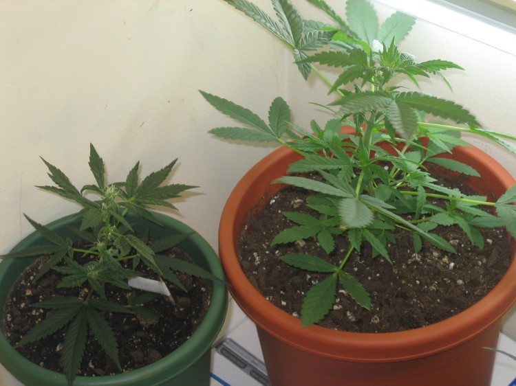 I killed the unknown strain because it was a hermi, and that will ruin my garden