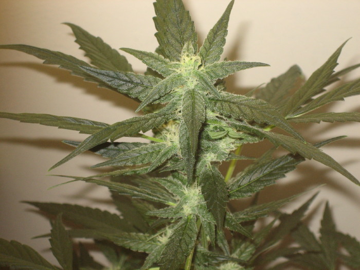 This is my 26th day flowering my haze.  The plant is 14 weeks old, i still got a long way to go, but i'm almost there