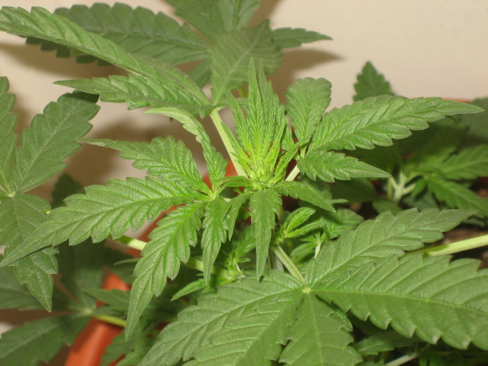the kush started to show it's true colors.  it's a male.  but that is ok cause i'm gonna polanate my little haze clone with it and make a hazeXkush