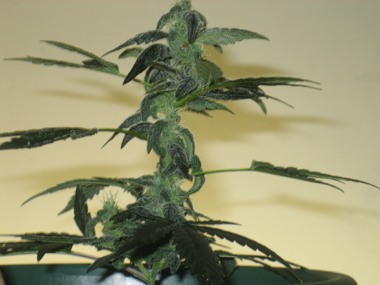 My haze clone is doing awsome.  It is comming out just as I expected